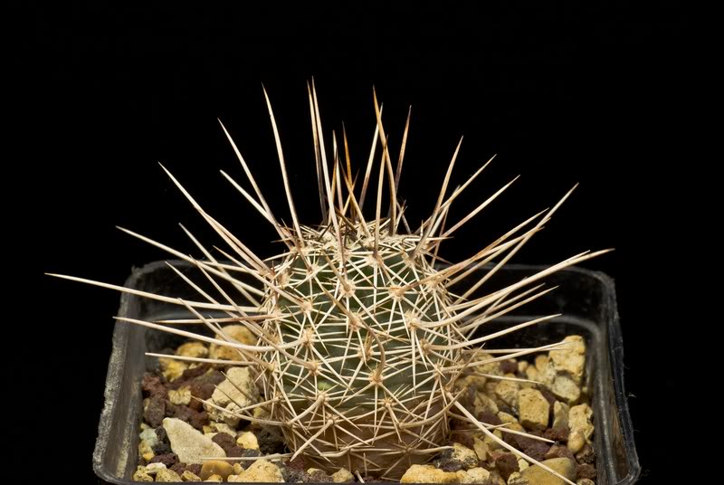 Echinocereus engelmannii ssp. fasciculatus 