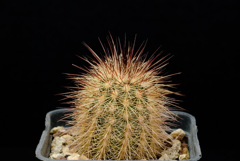 Echinocereus  russanthus SB420