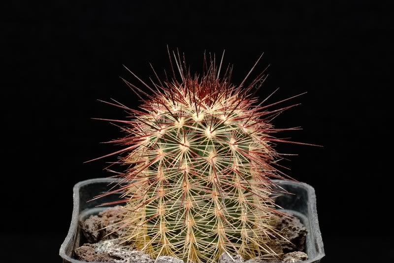 Echinocereus chloranthus 