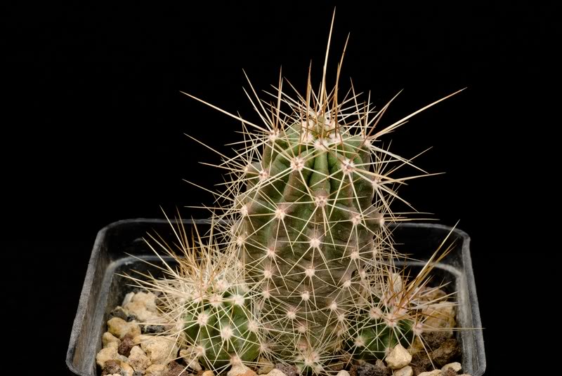 Echinocereus enneacanthus SB700