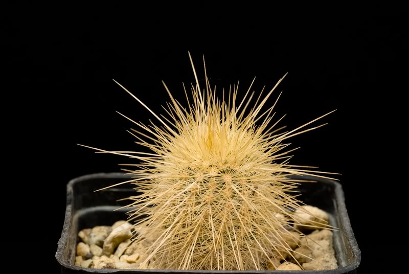 echinocereus  russanthus ssp. weedinii