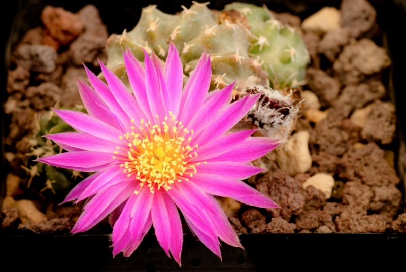 Echinocereus pulchellus 