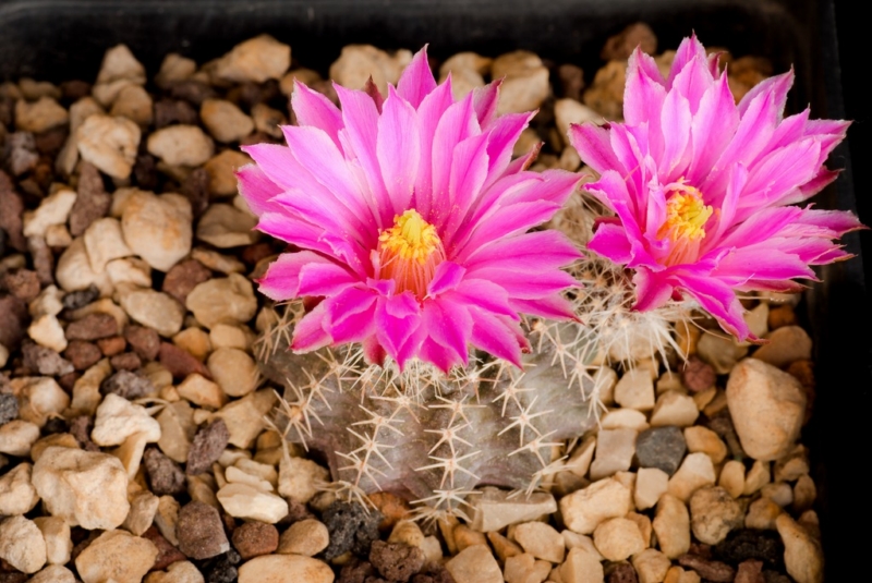 Echinocereus  pulchellus ssp. acanthosetus 