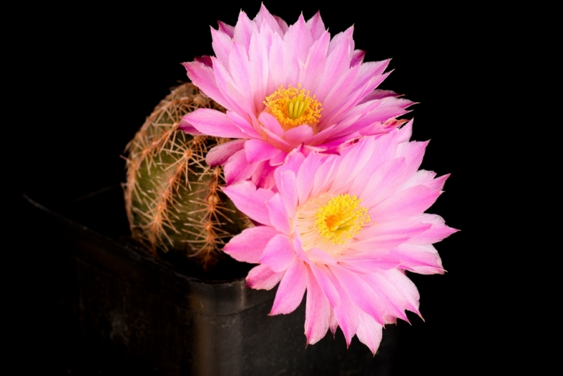 Echinocereus pulchellus ssp. weinbergii 