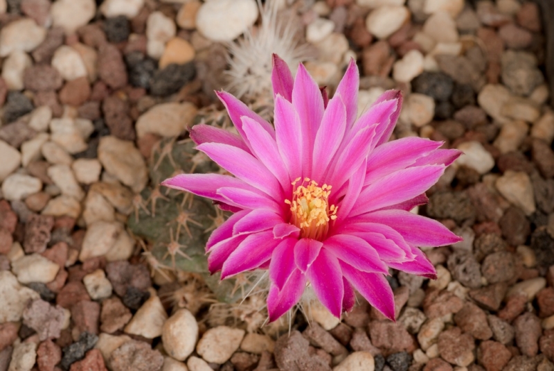 echinocereus  pulchellus ssp. venustus