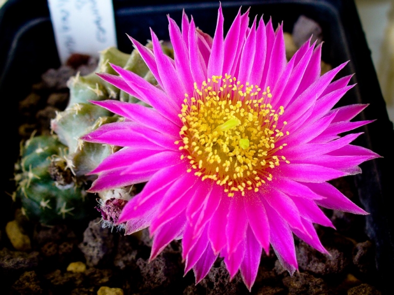 Echinocereus pulchellus 