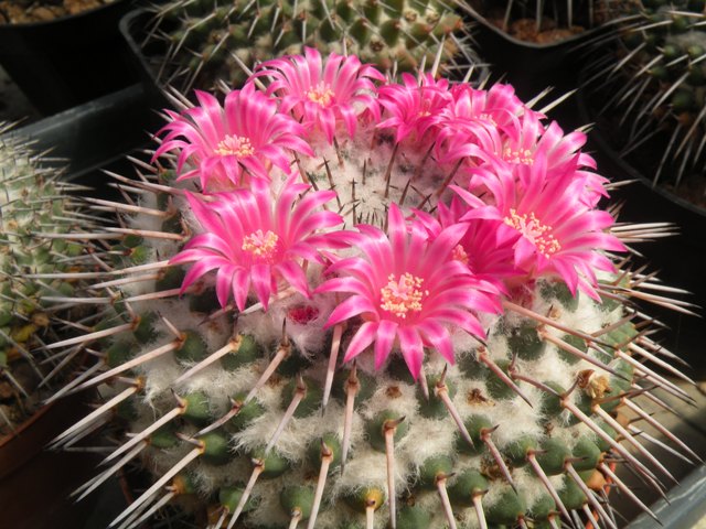 Mammillaria amajacensis 