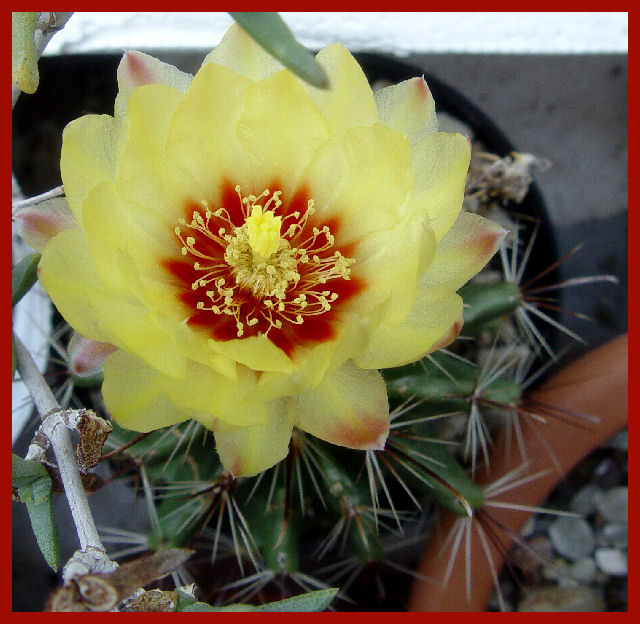 Hamatocactus setispinus 