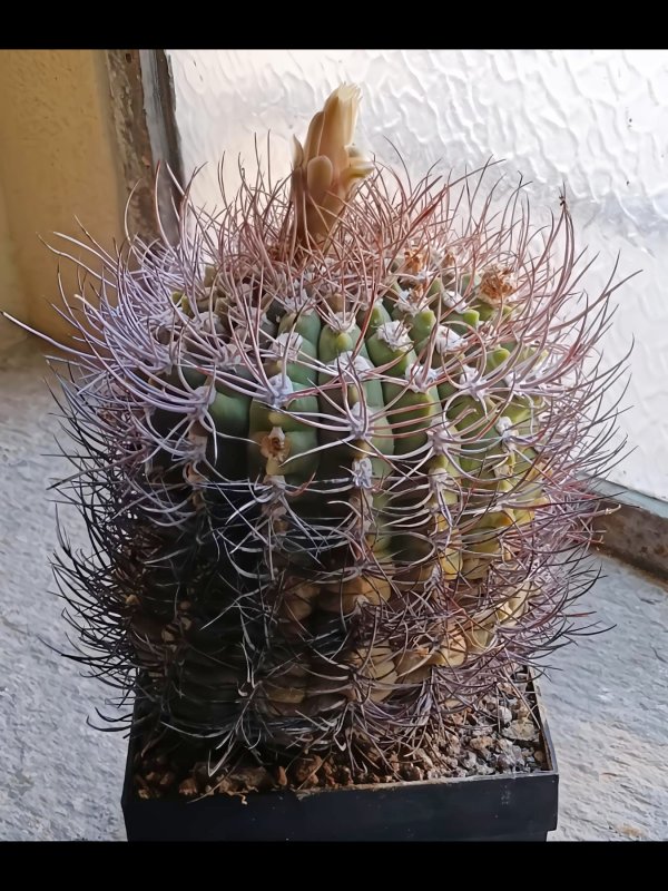 Gymnocalycium ambatoense 