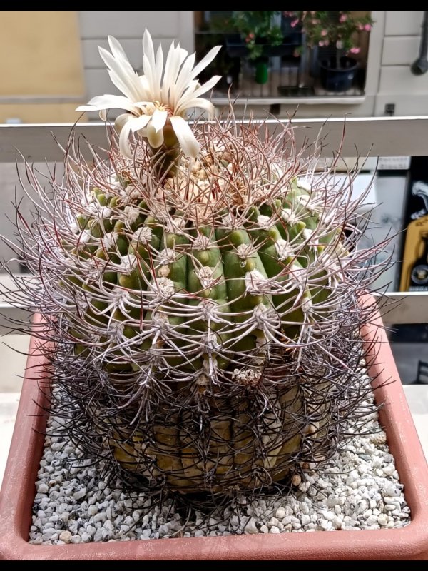 Gymnocalycium ambatoense 
