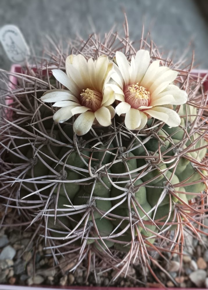 Gymnocalycium ambatoense p 22