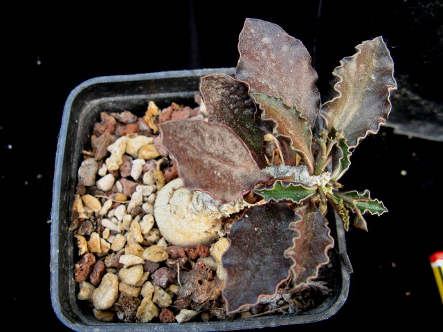 Euphorbia ambovombensis 