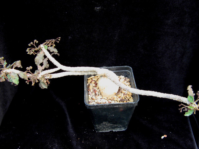 Euphorbia ambovombensis 