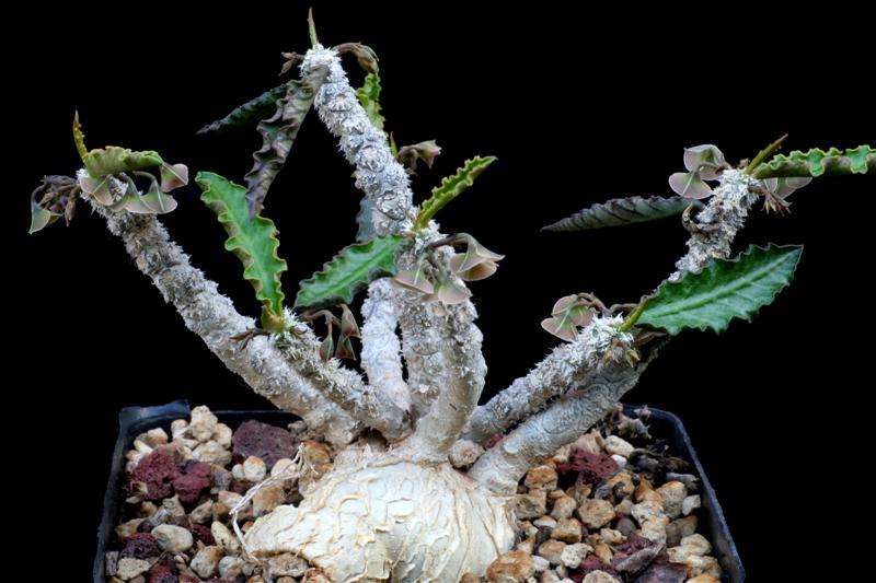 Euphorbia ambovombensis 