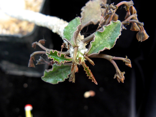 Euphorbia ambovombensis 