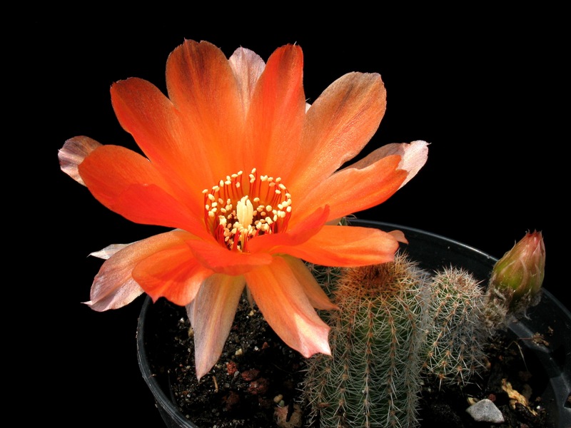 Chamaecereus cv. amico 