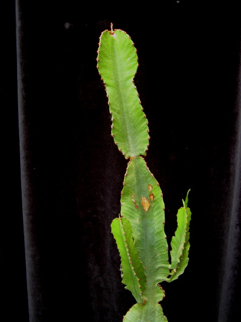 Euphorbia ampliphylla 