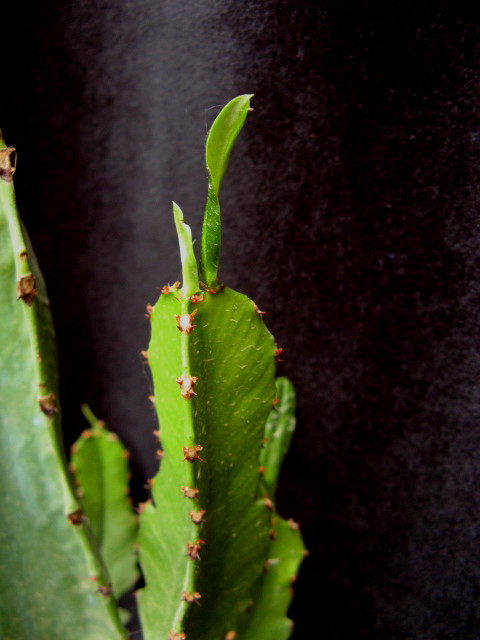 Euphorbia ampliphylla 
