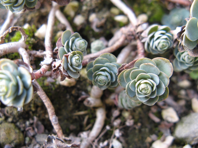 Sedum anacampseros 