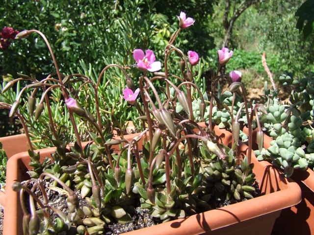 Anacampseros rufescens 