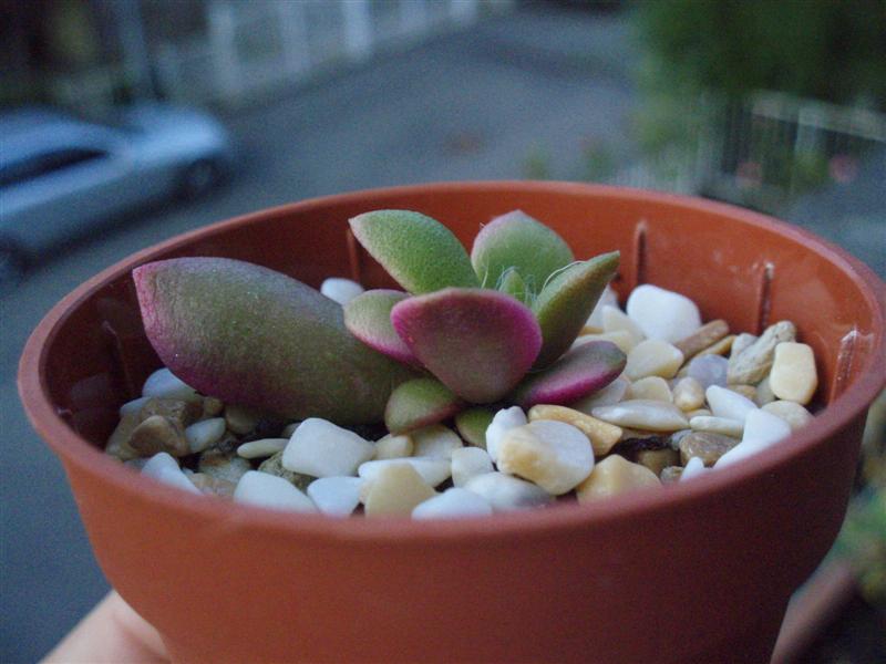 anacampseros telephiastrum