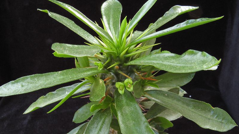 Euphorbia analavelonensis 