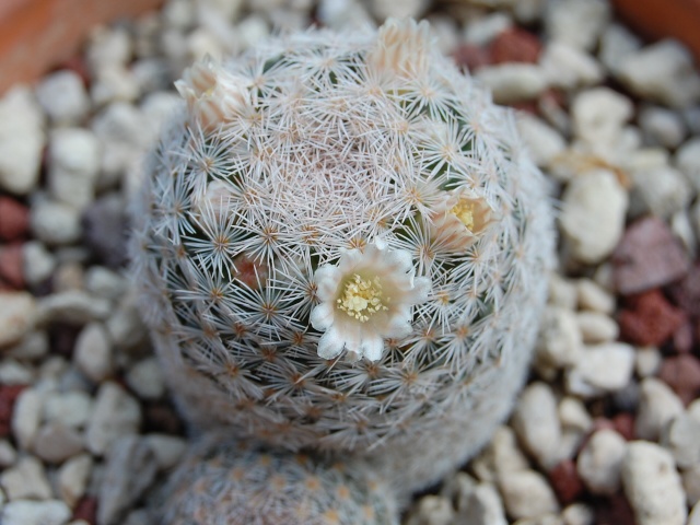 Mammillaria magallanii 