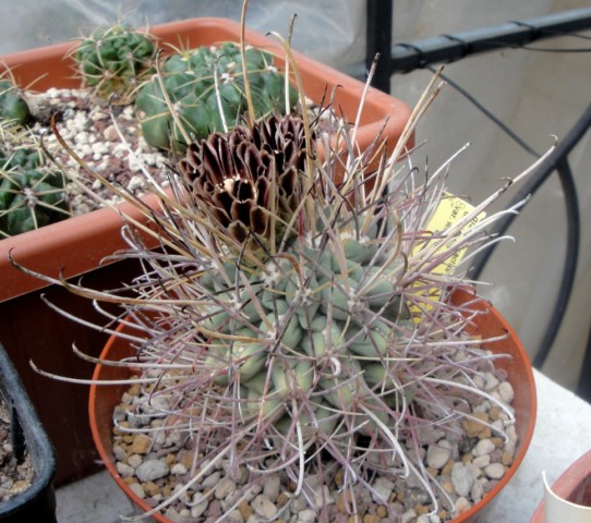 Ancistrocactus uncinatus ssp. wrightii 