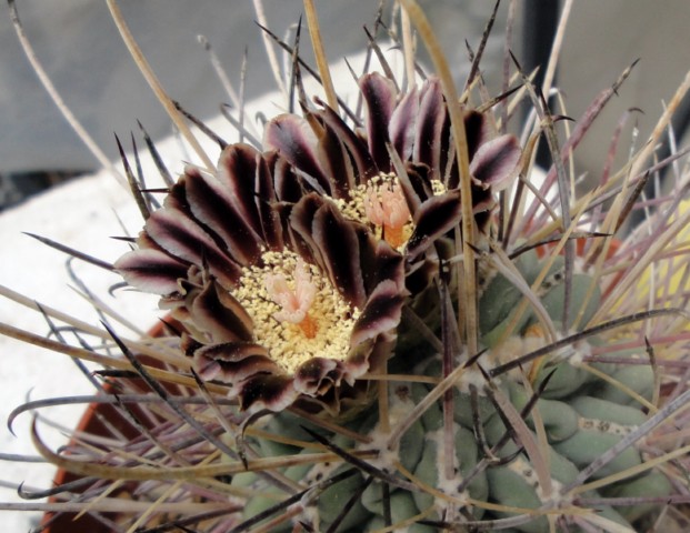 Ancistrocactus uncinatus v. wrightii 