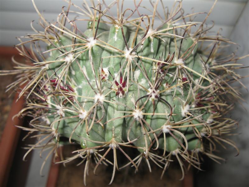 Ancistrocactus uncinatus f. cristatus 