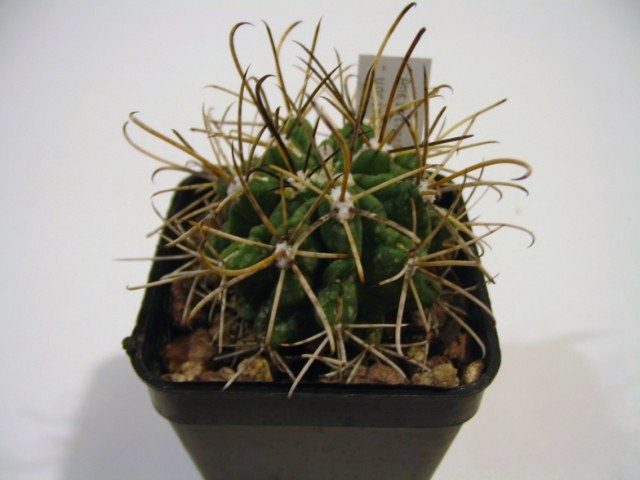 Ancistrocactus uncinatus 