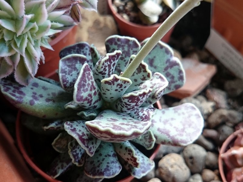 adromischus cooperi