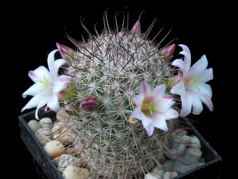 Mammillaria angelensis LAU 17