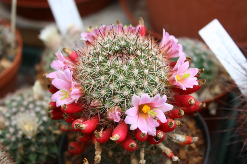 Mammillaria angelensis multilanata 