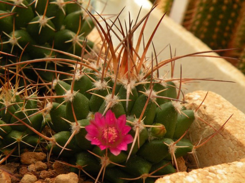 Mammillaria angularis MM 159