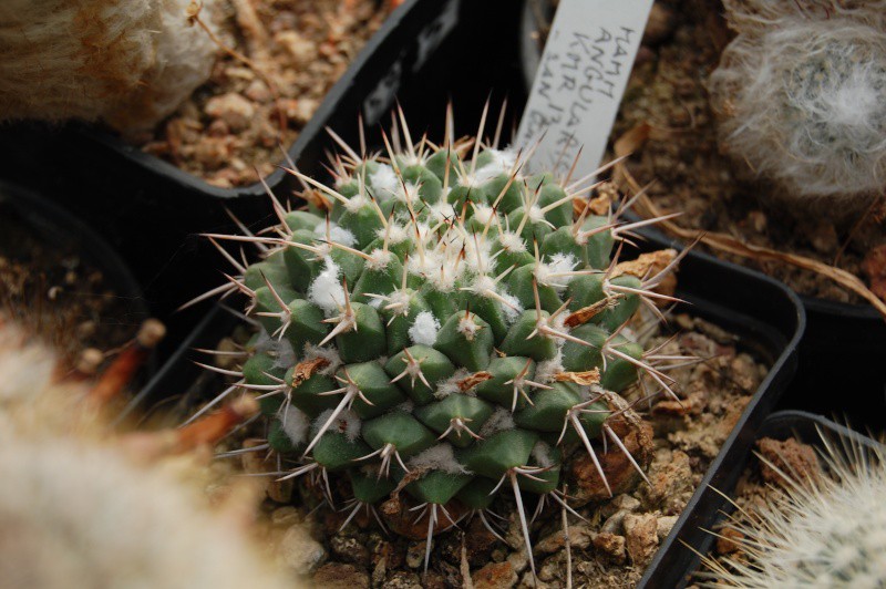 Mammillaria angularis KMR 13