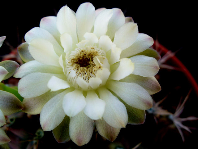 Gymnocalycium anisitsii 