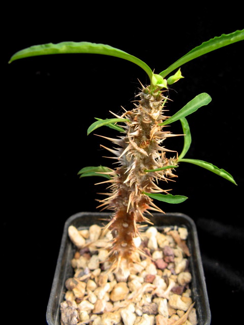 Euphorbia annamarieae 