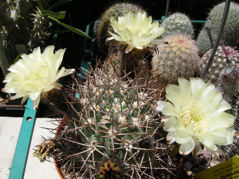 Acanthocalycium variiflorum 