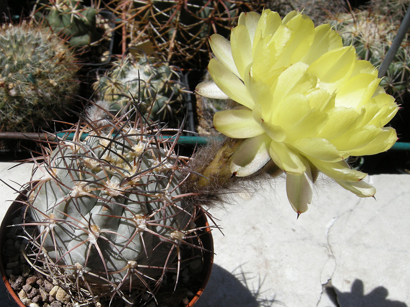 Acanthocalycium glaucum P143