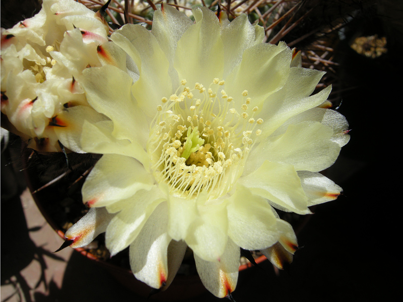 Acanthocalycium variiflorum 