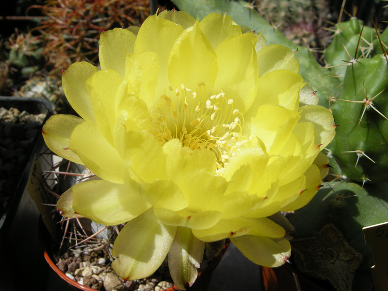 Acanthocalycium glaucum P143