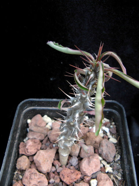 Euphorbia antafikiensis 