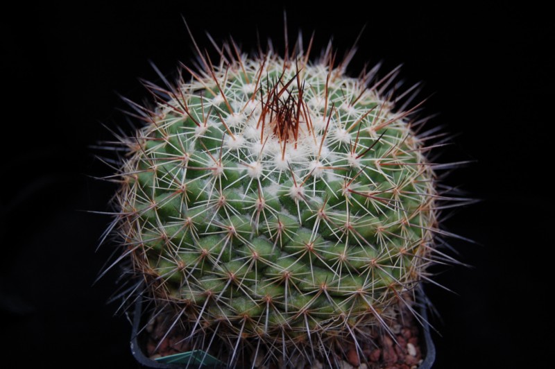 Mammillaria antesbergeriana LAU 1163