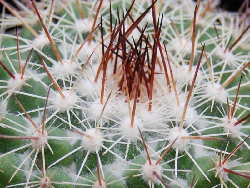 Mammillaria antesbergeriana LAU 1163