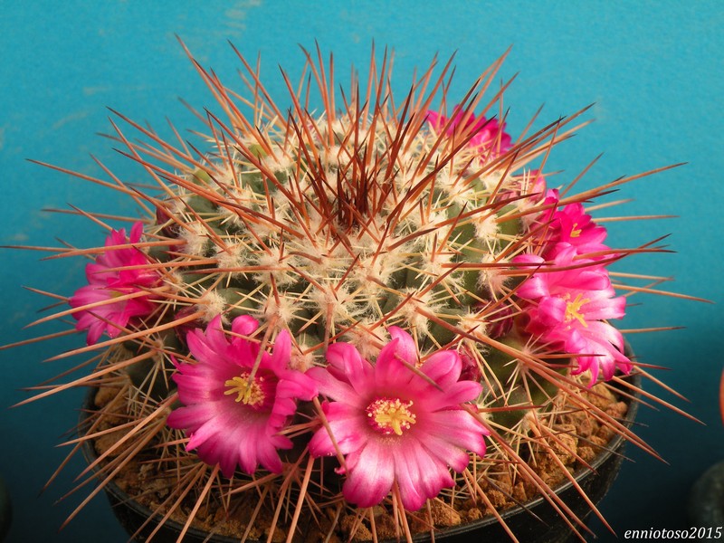 Mammillaria antesbergeriana L 1163