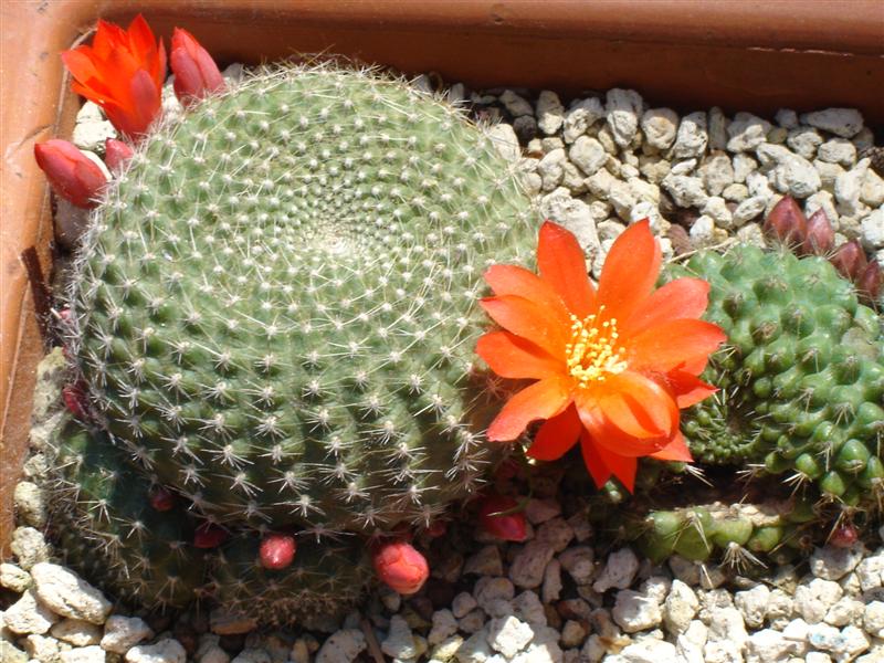 Rebutia krainziana 