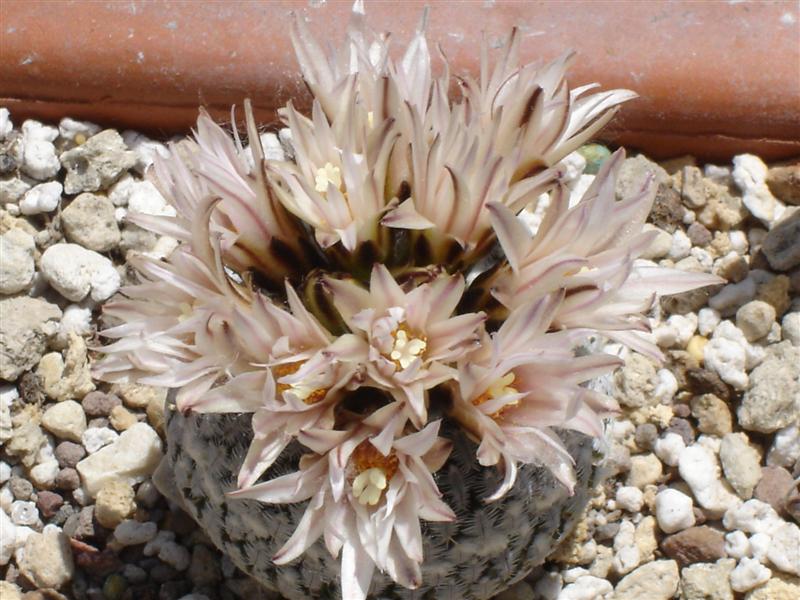 Turbinicarpus pseudopectinatus v. albiflorus 