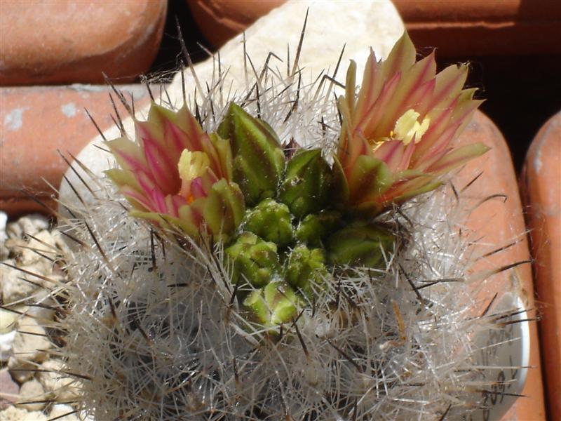 Turbinicarpus beguinii ssp. hintoniorum 