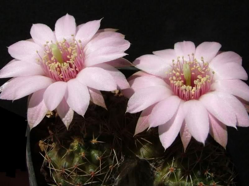 Rebutia eos R333